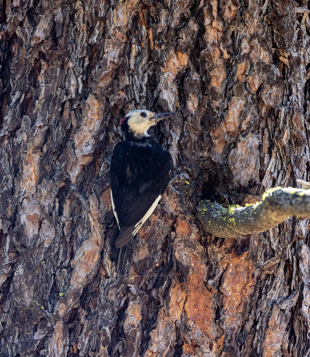 White-headed Woodpecker - ML644343494