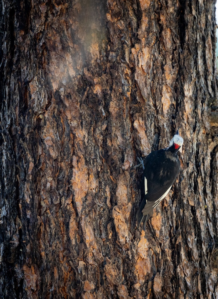 White-headed Woodpecker - ML644343495