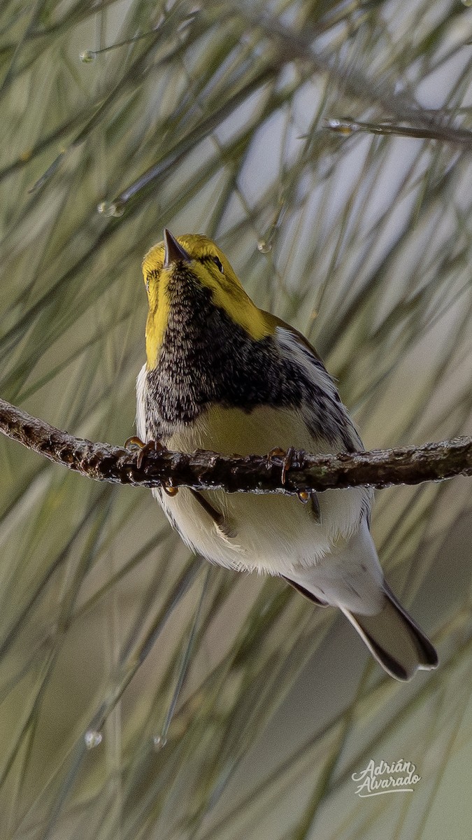 ノドグロミドリアメリカムシクイ - ML644343496