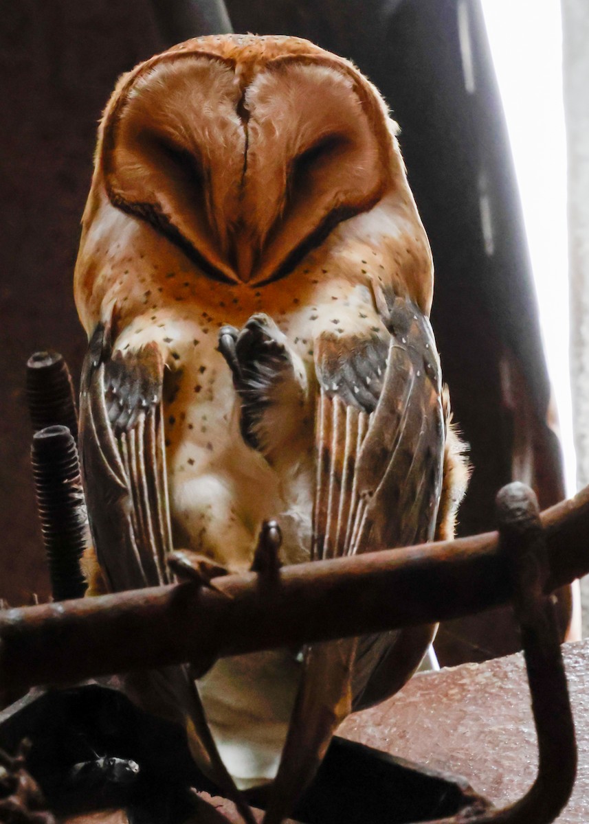 American Barn Owl - ML644343505