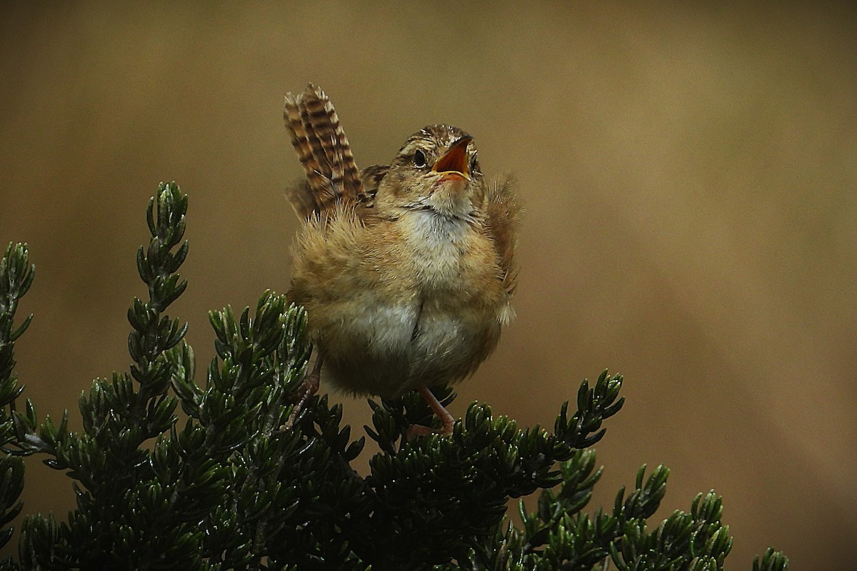 Травяной крапивник - ML644343508