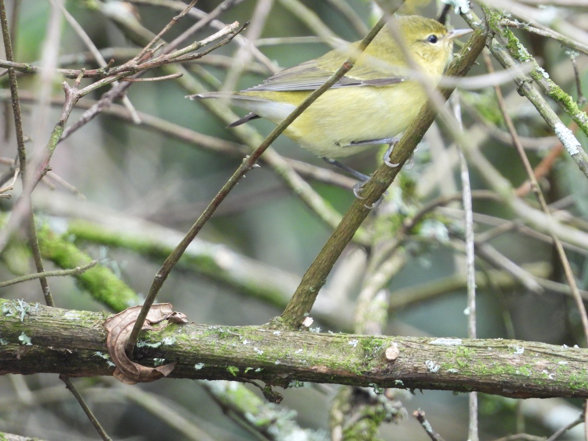 Tennessee Warbler - ML644343510