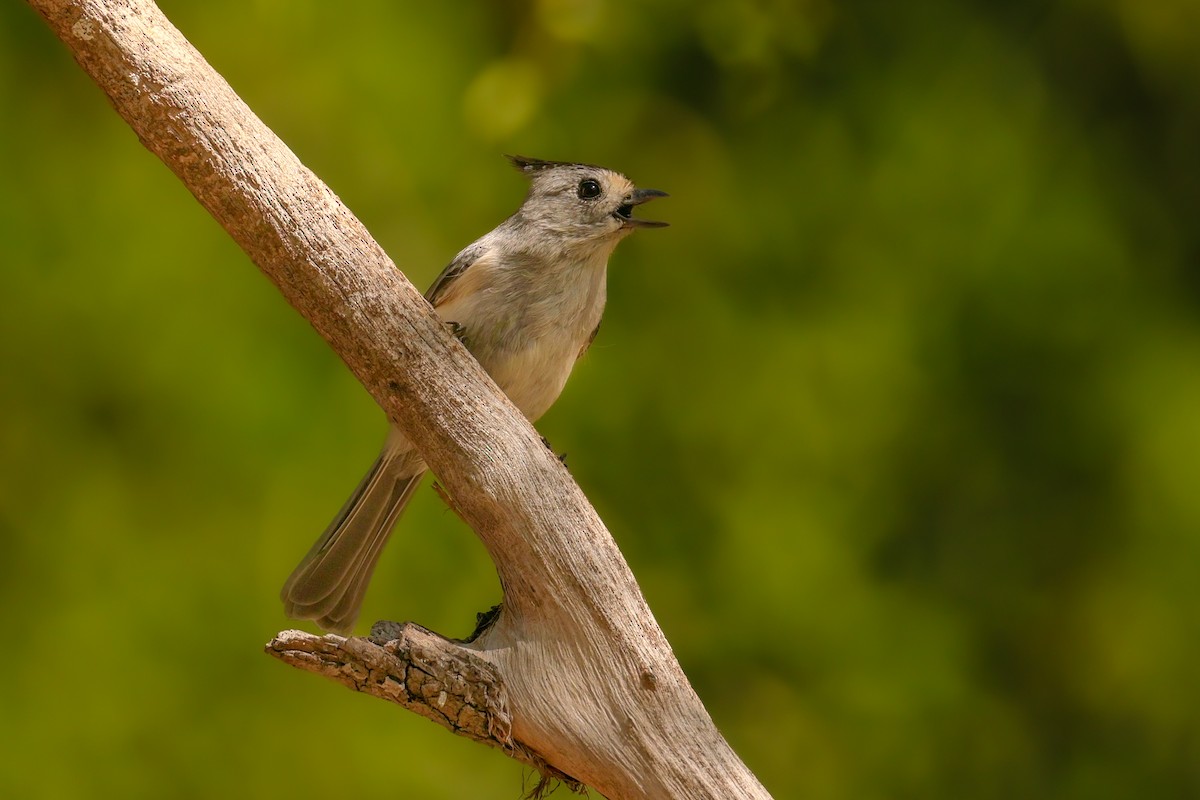 Чернохохлая гренадерка - ML644343512