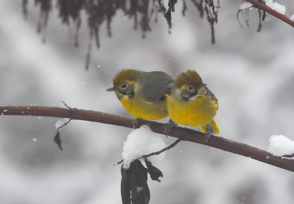 Chestnut-tailed Minla - ML644343513