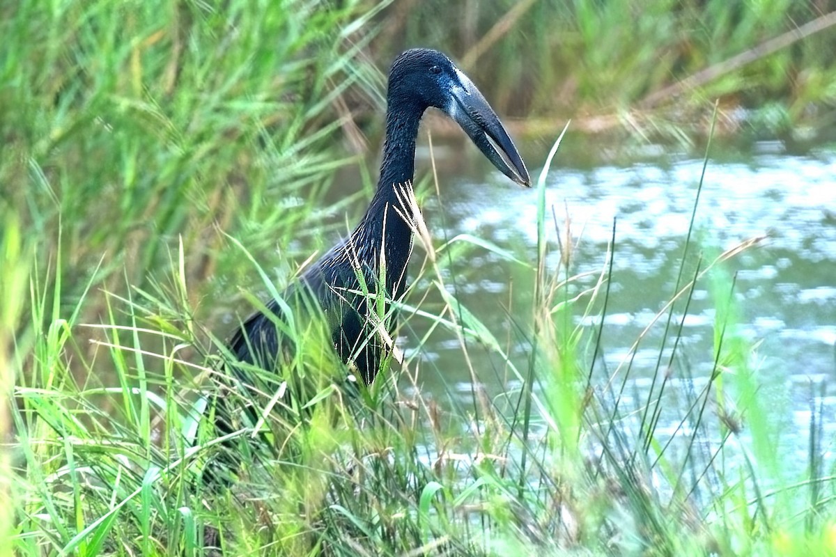 African Openbill - ML644343514