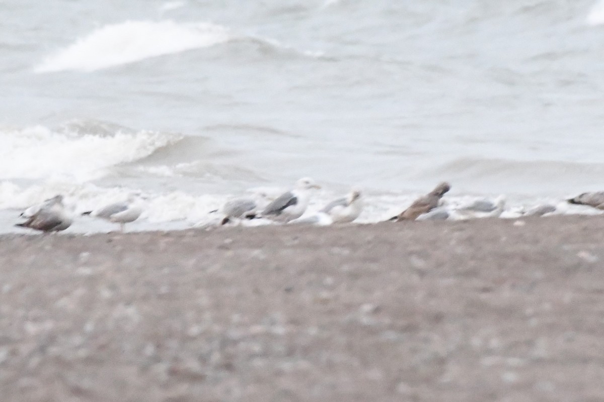 American Herring x Great Black-backed Gull (hybrid) - ML644343515
