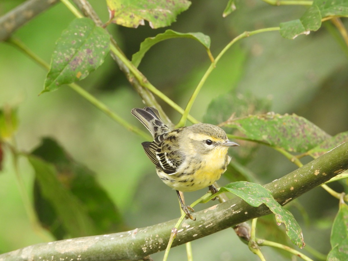 סבכון כתום-גרון - ML644343517