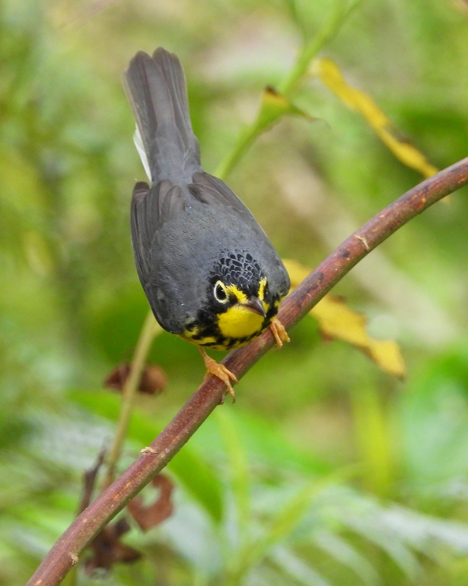 Болотянка строкатовола - ML644343524