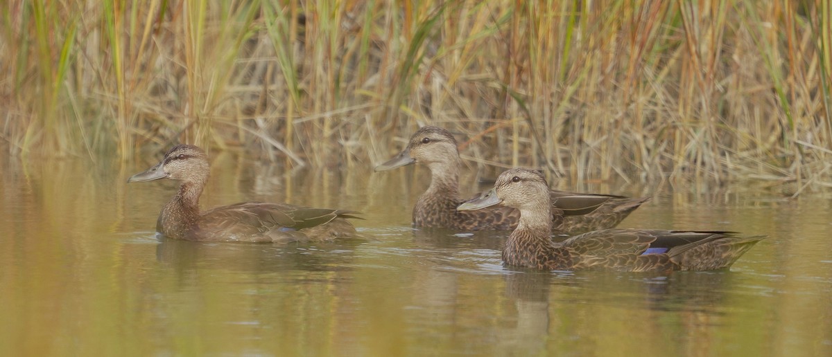 American Black Duck - ML644343525
