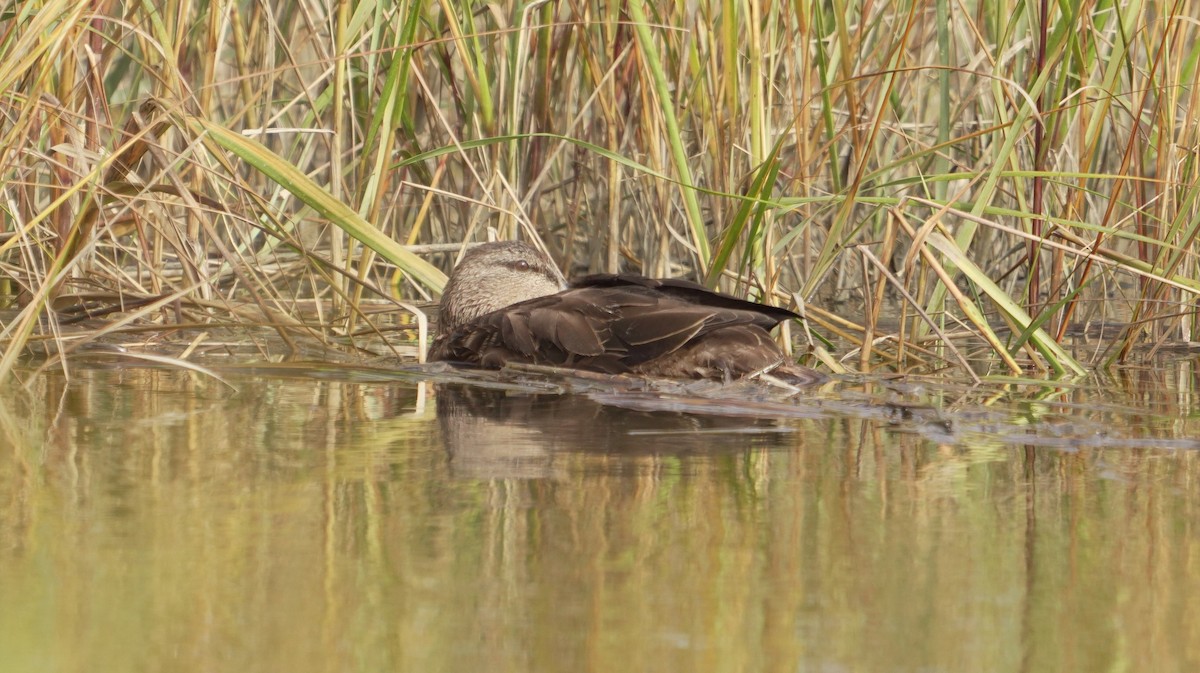 American Black Duck - ML644343526