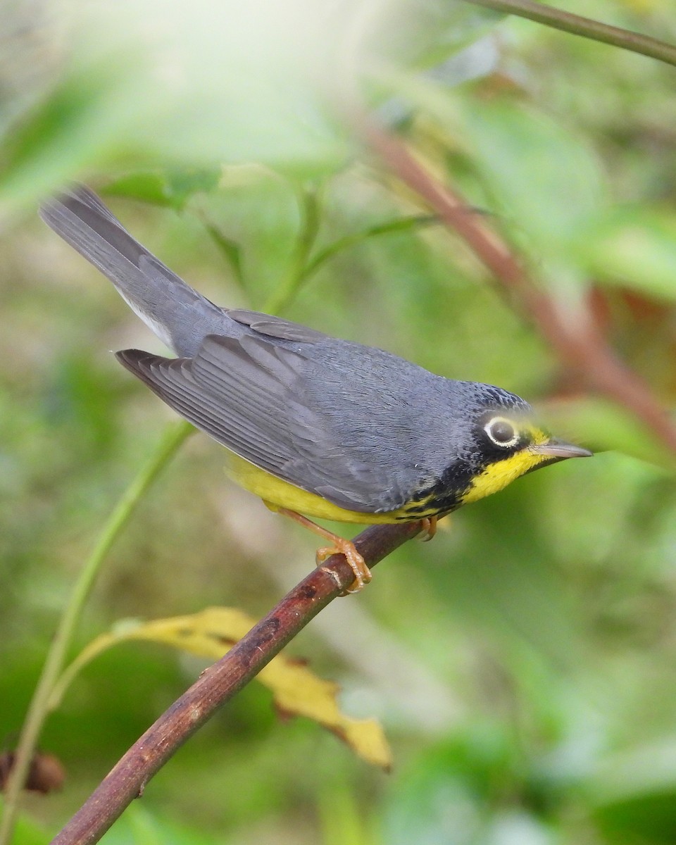 Canada Warbler - ML644343527