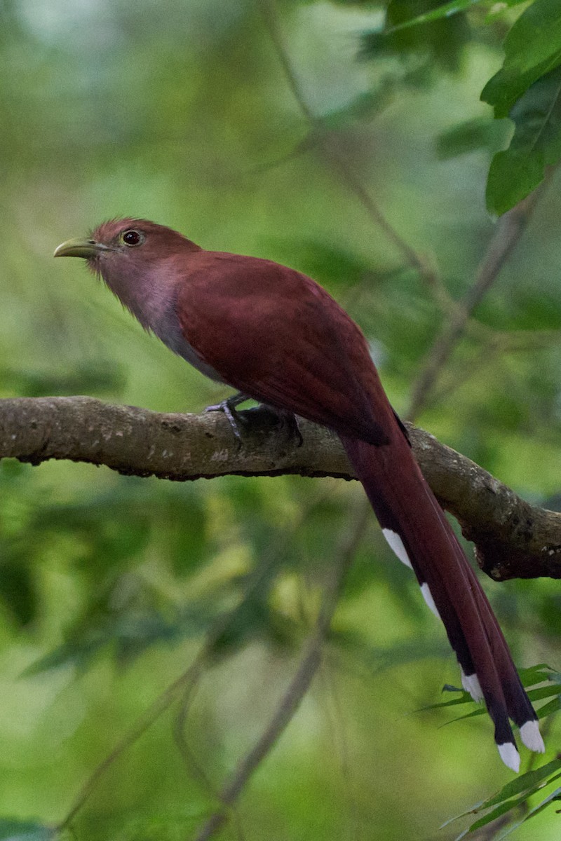 Common Squirrel-Cuckoo - ML644343528