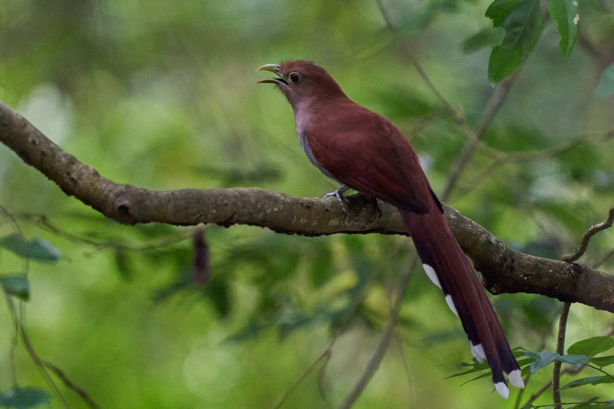 Common Squirrel-Cuckoo - ML644343529