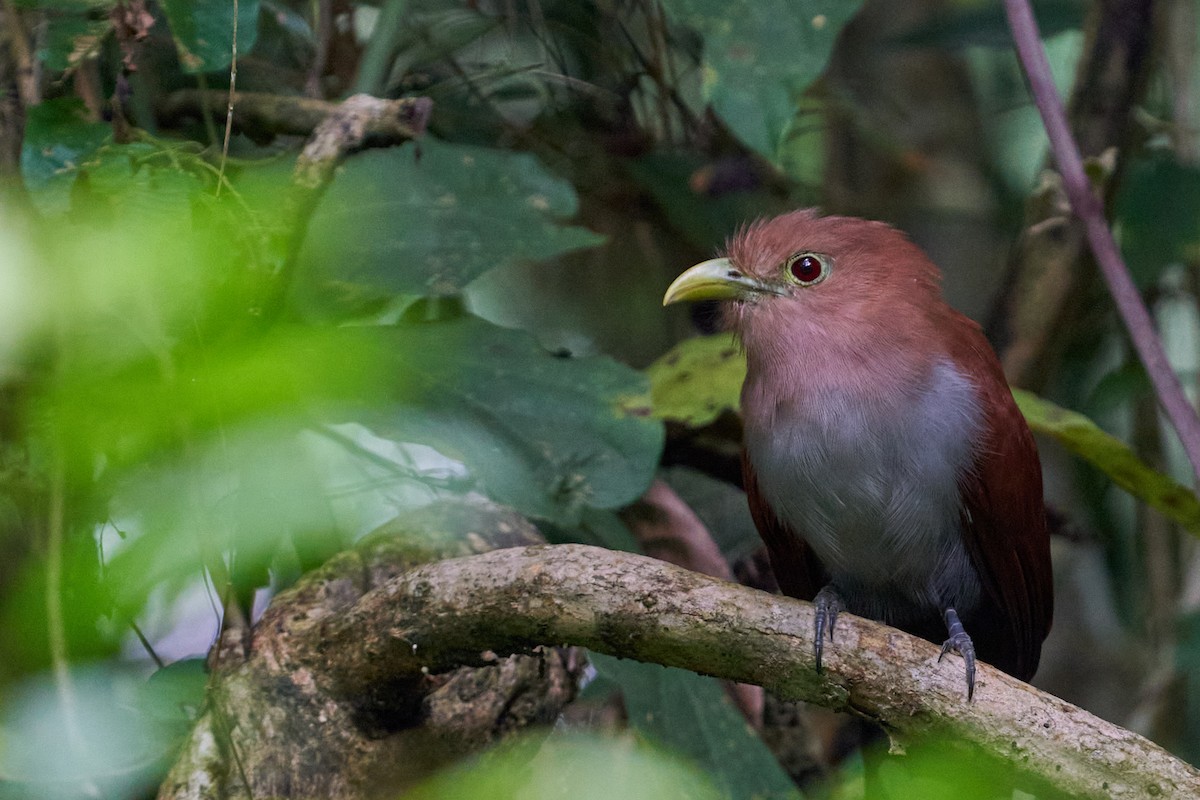 Common Squirrel-Cuckoo - ML644343530