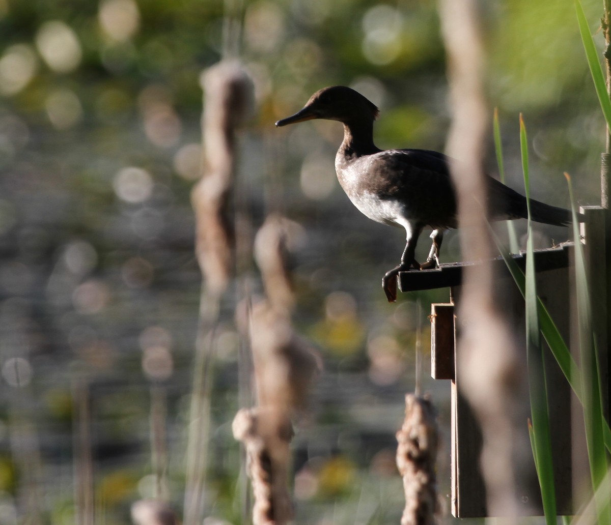 Hooded Merganser - ML644343532