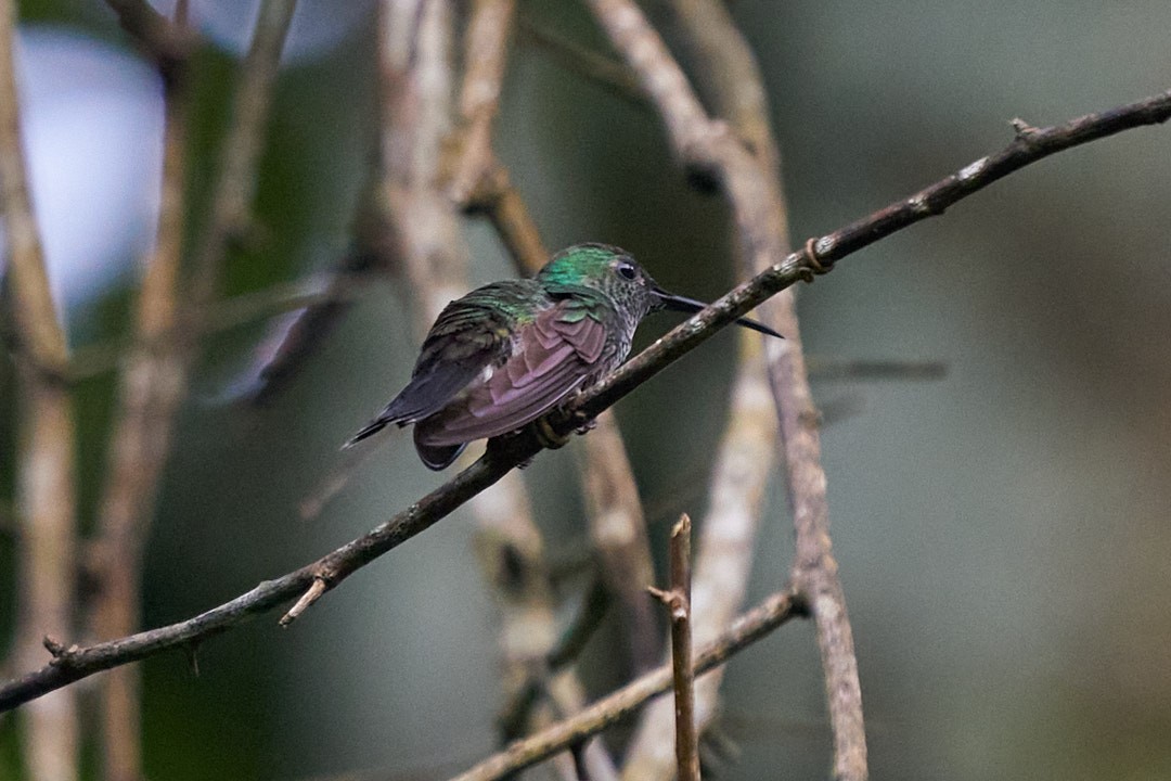 White-vented Plumeleteer - ML644343533