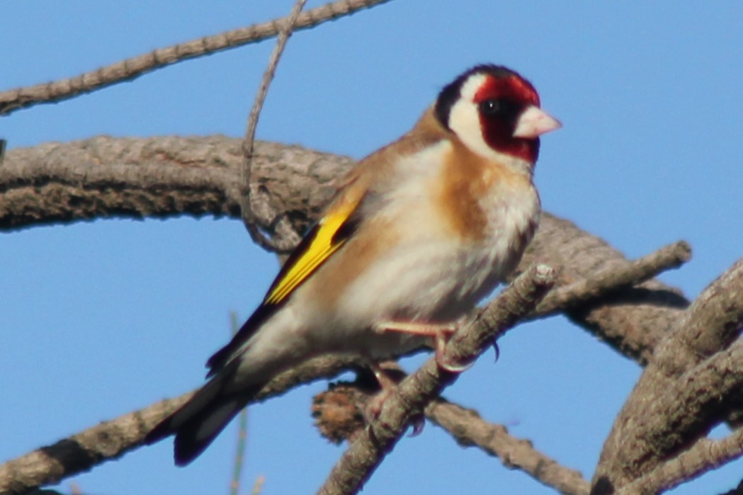 Бор бужирга - ML644343535