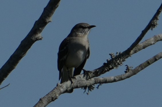 Northern Mockingbird - ML644343536