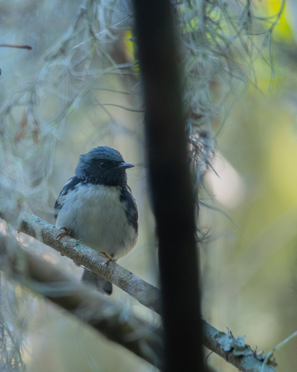 Black-throated Blue Warbler - ML644343538