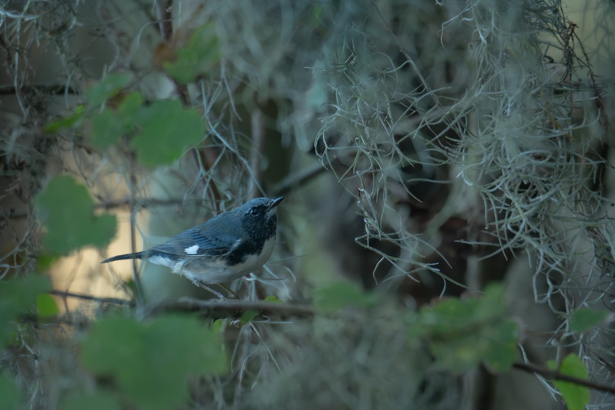Black-throated Blue Warbler - ML644343539