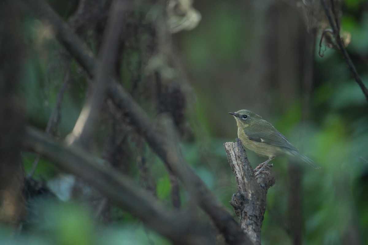 Black-throated Blue Warbler - ML644343540