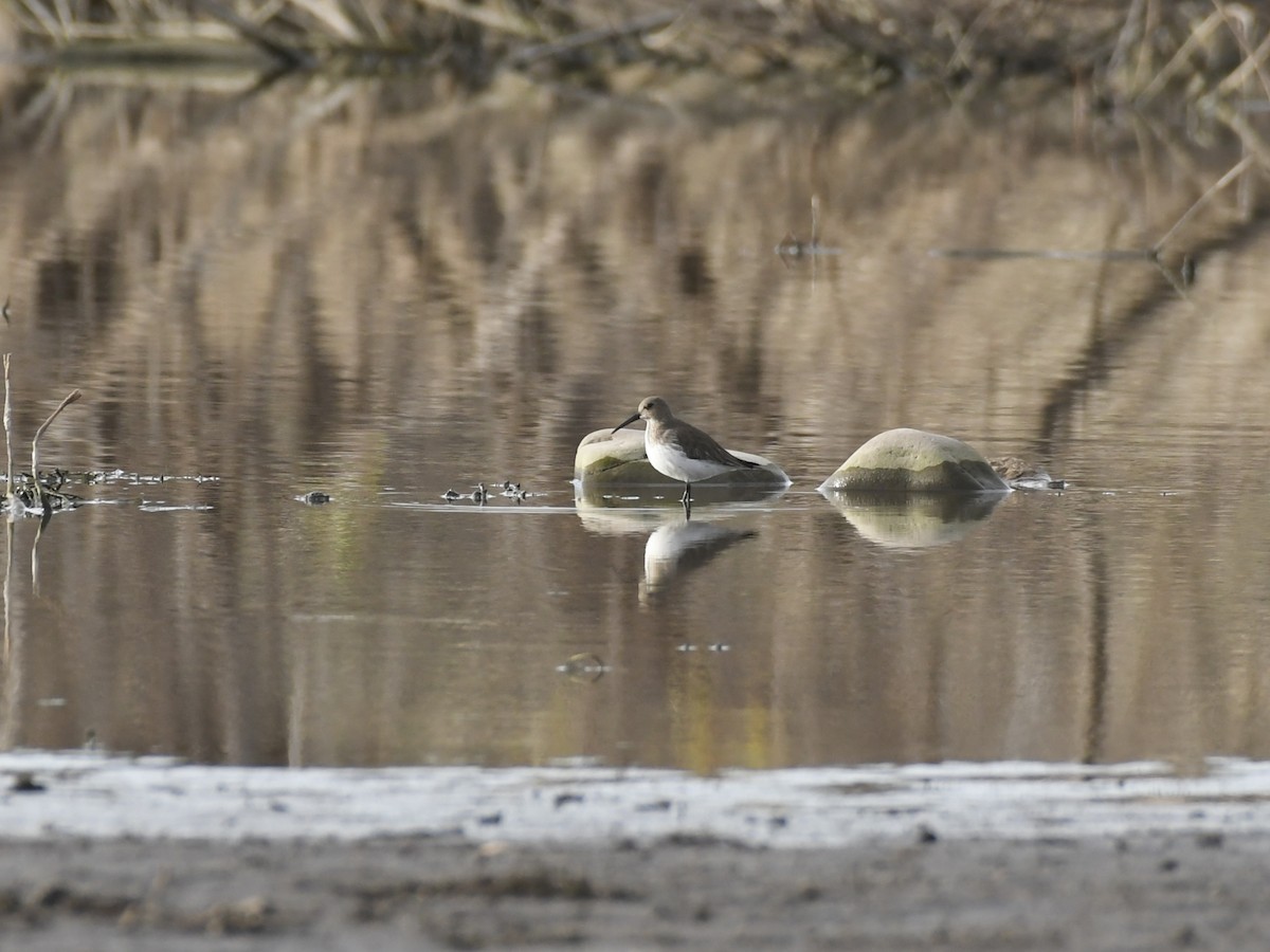 Хар элсэг - ML644343542