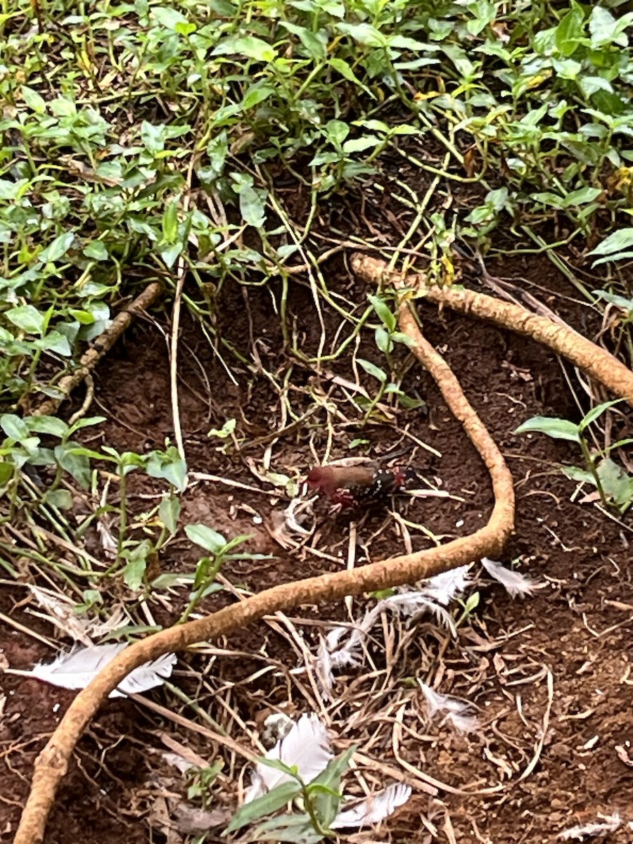 Red Avadavat - ML644343544