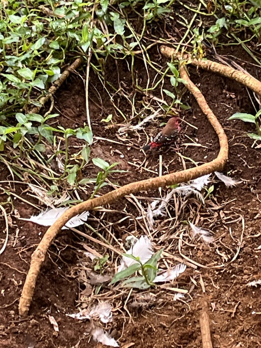 Red Avadavat - ML644343545