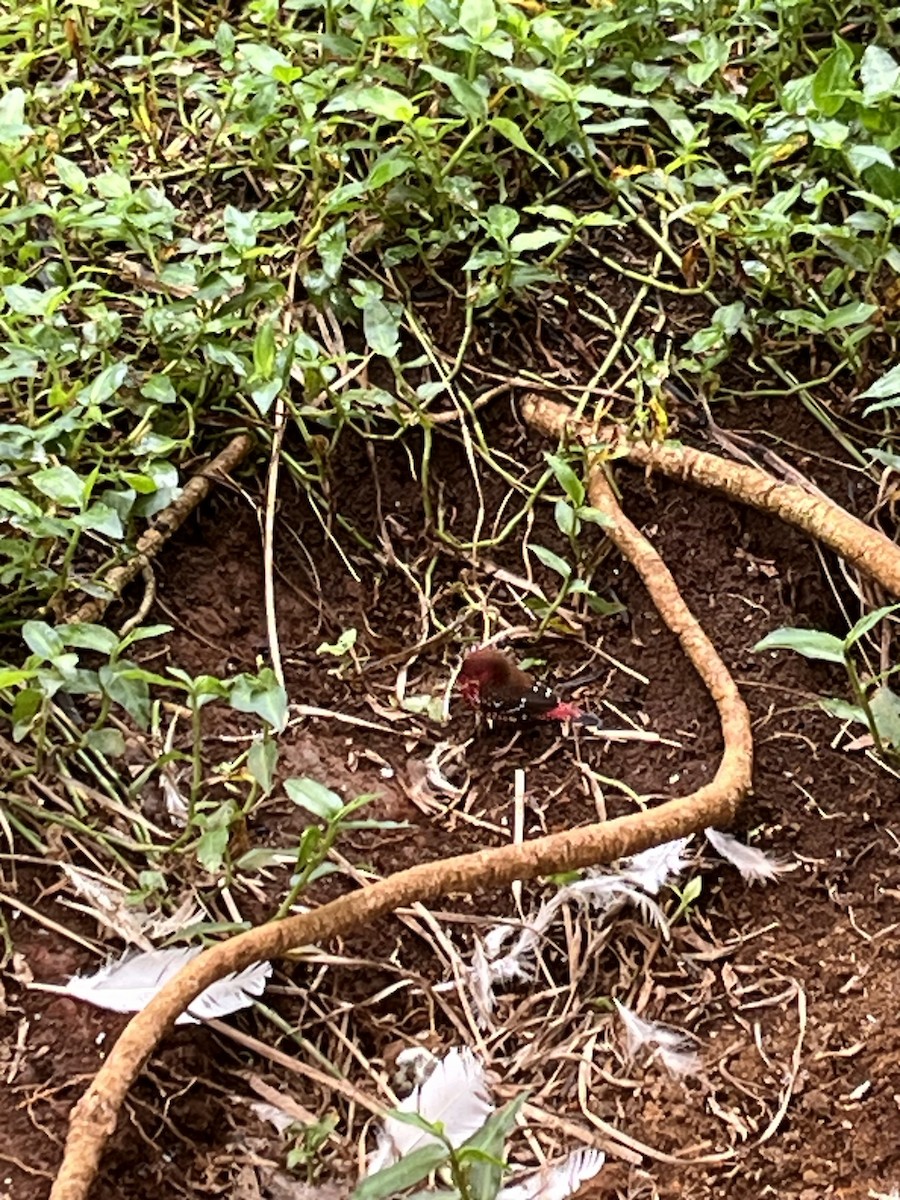 Red Avadavat - ML644343546