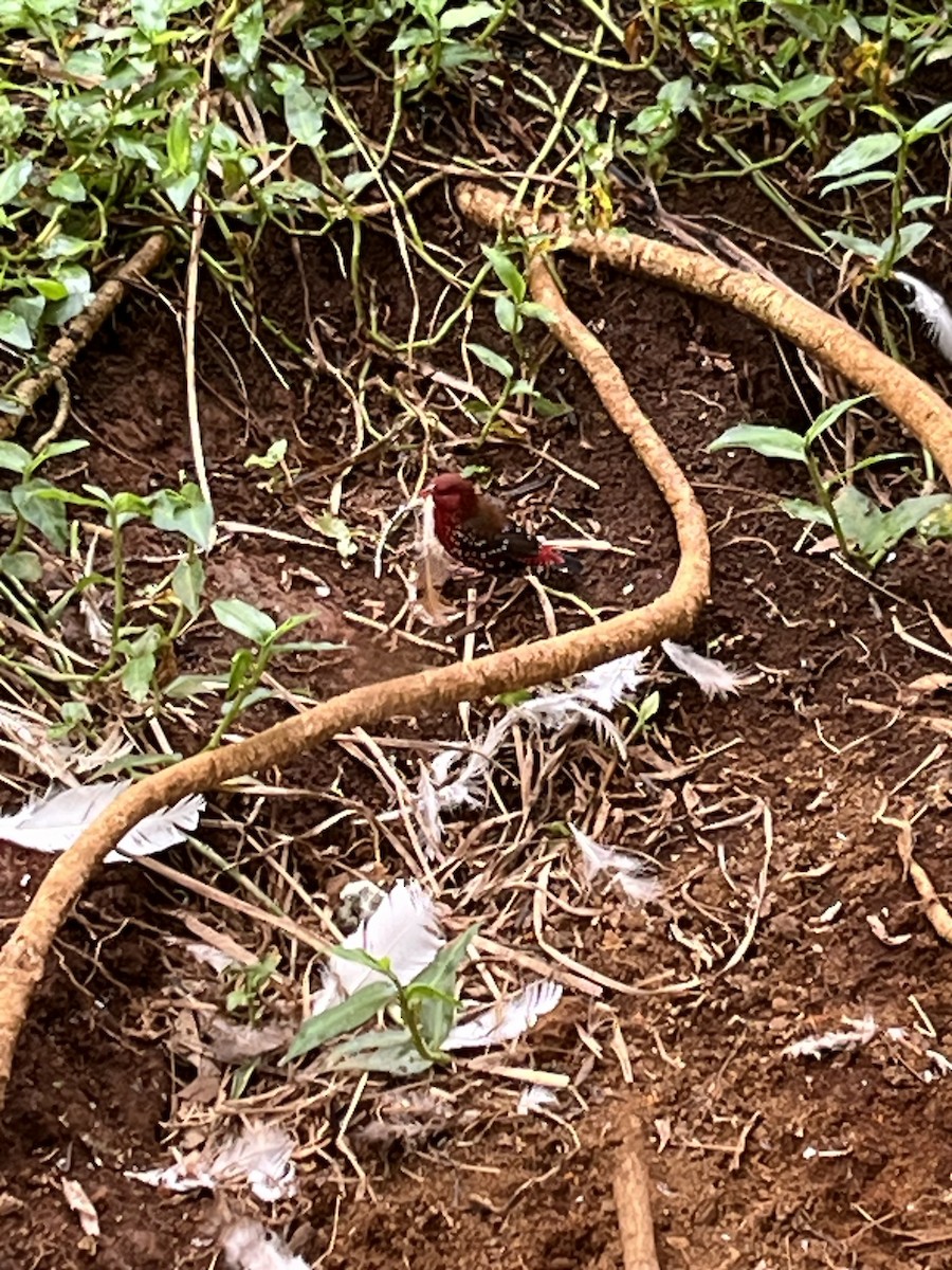 Red Avadavat - ML644343547