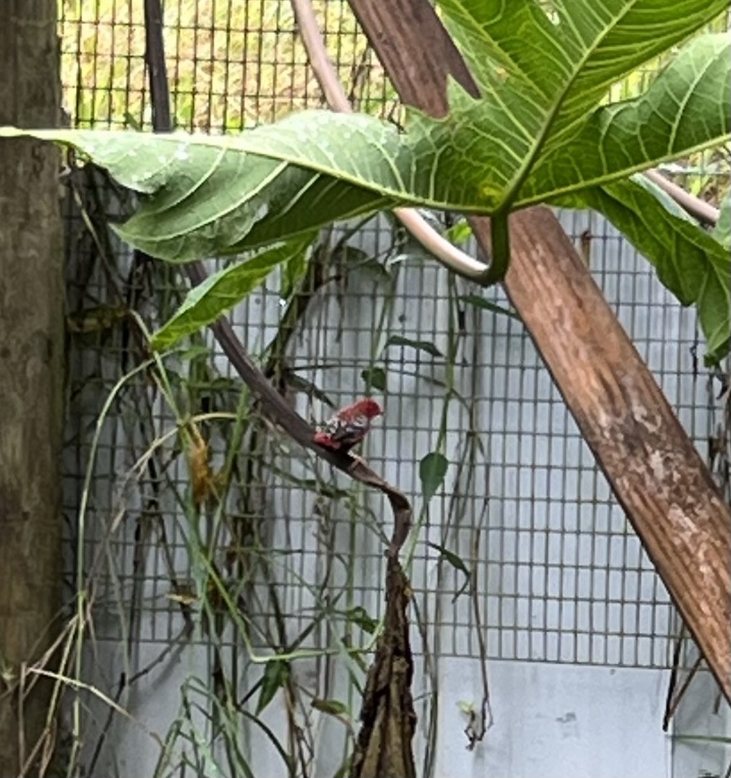 Red Avadavat - ML644343548