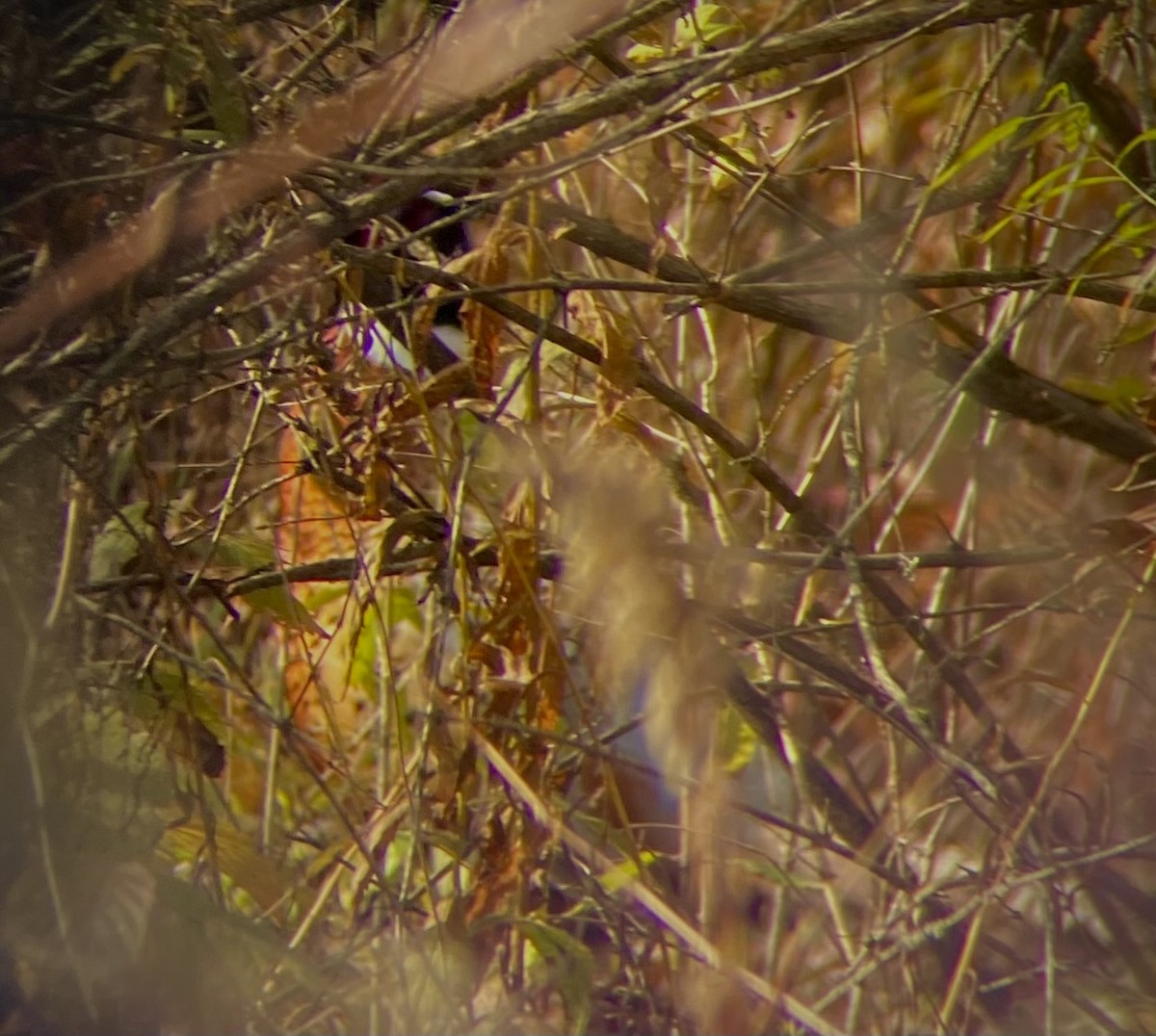 Зэрлэг гургуул - ML644343552