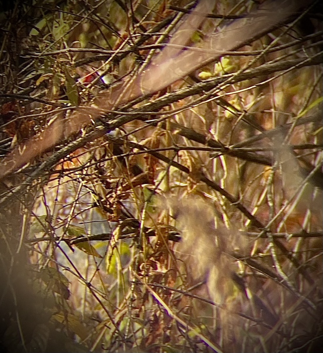 Зэрлэг гургуул - ML644343553