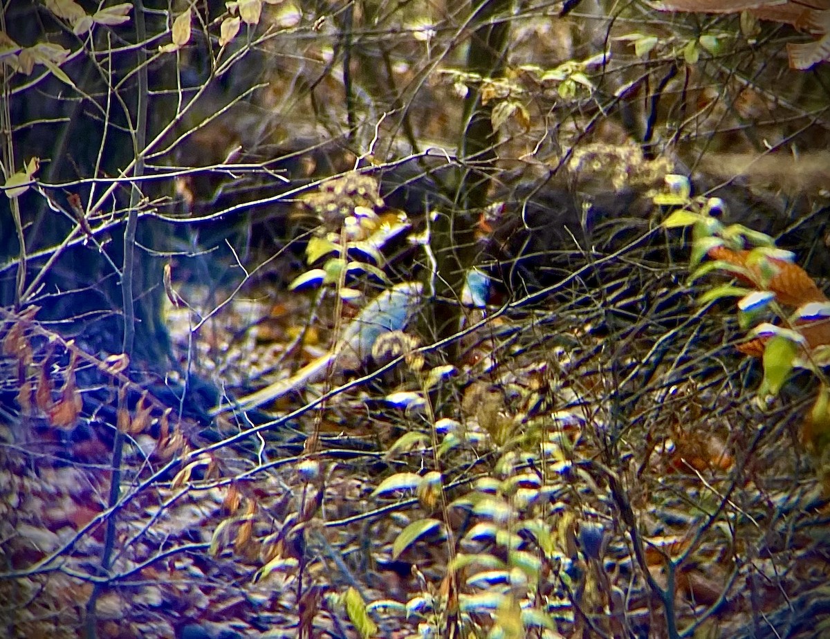 Зэрлэг гургуул - ML644343554