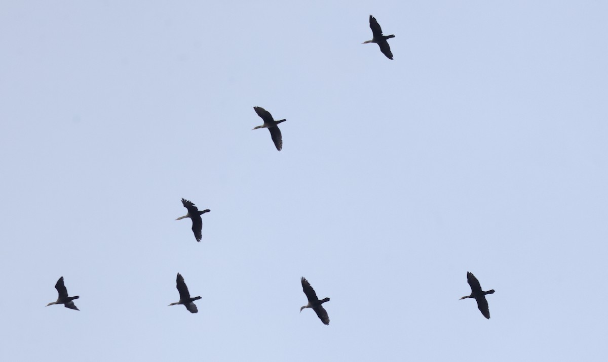 Double-crested Cormorant - ML644343555