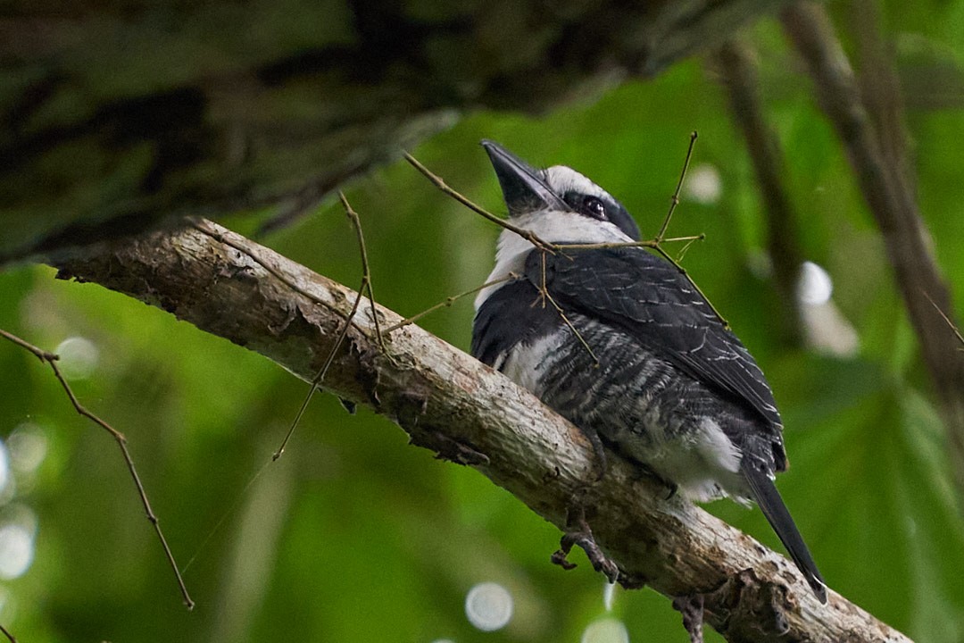White-necked Puffbird - ML644343556
