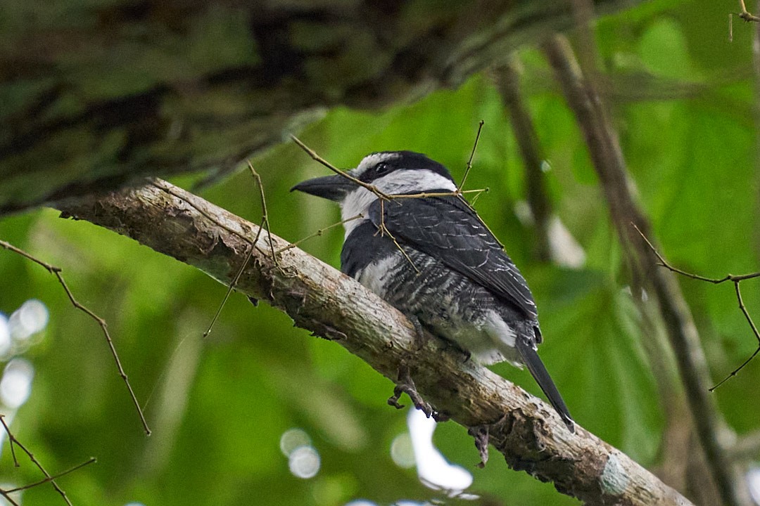 White-necked Puffbird - ML644343557