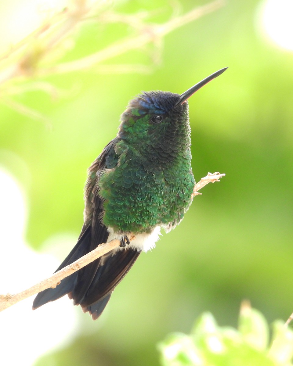 Indigo-capped Hummingbird - ML644343558
