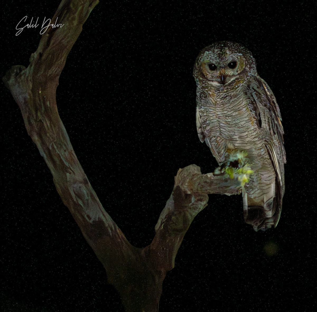 Mottled Wood-Owl - ML644343559