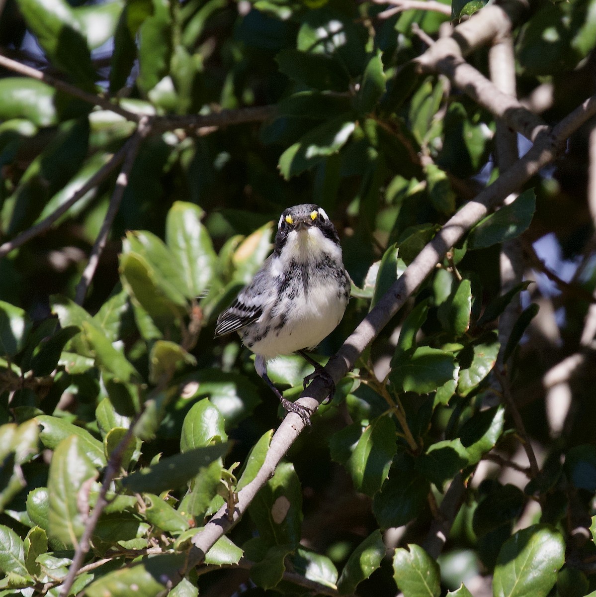 Black-throated Gray Warbler - ML644343565