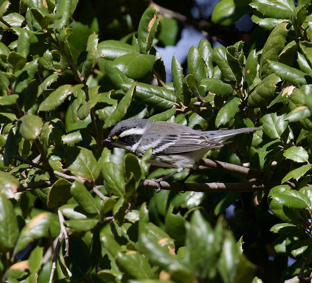 Black-throated Gray Warbler - ML644343566
