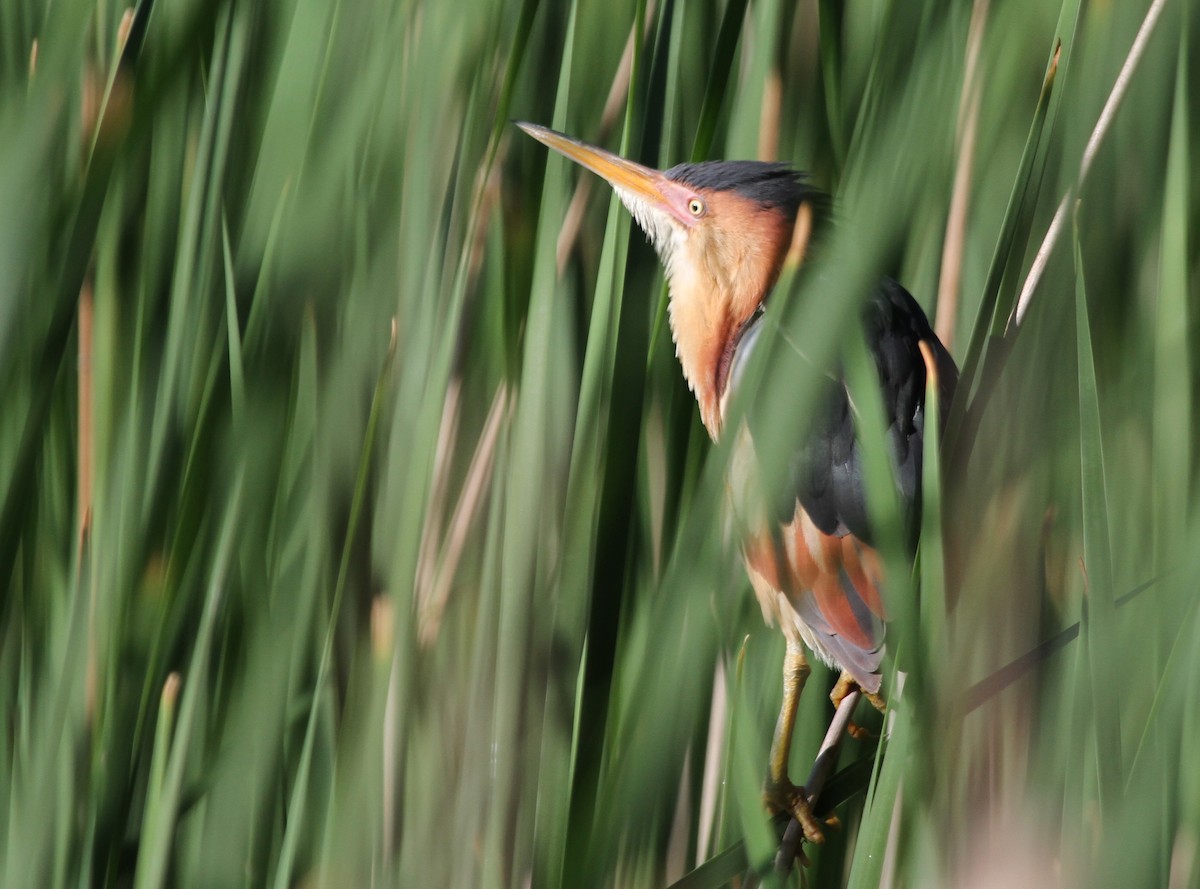 Petit Blongios - ML644343571