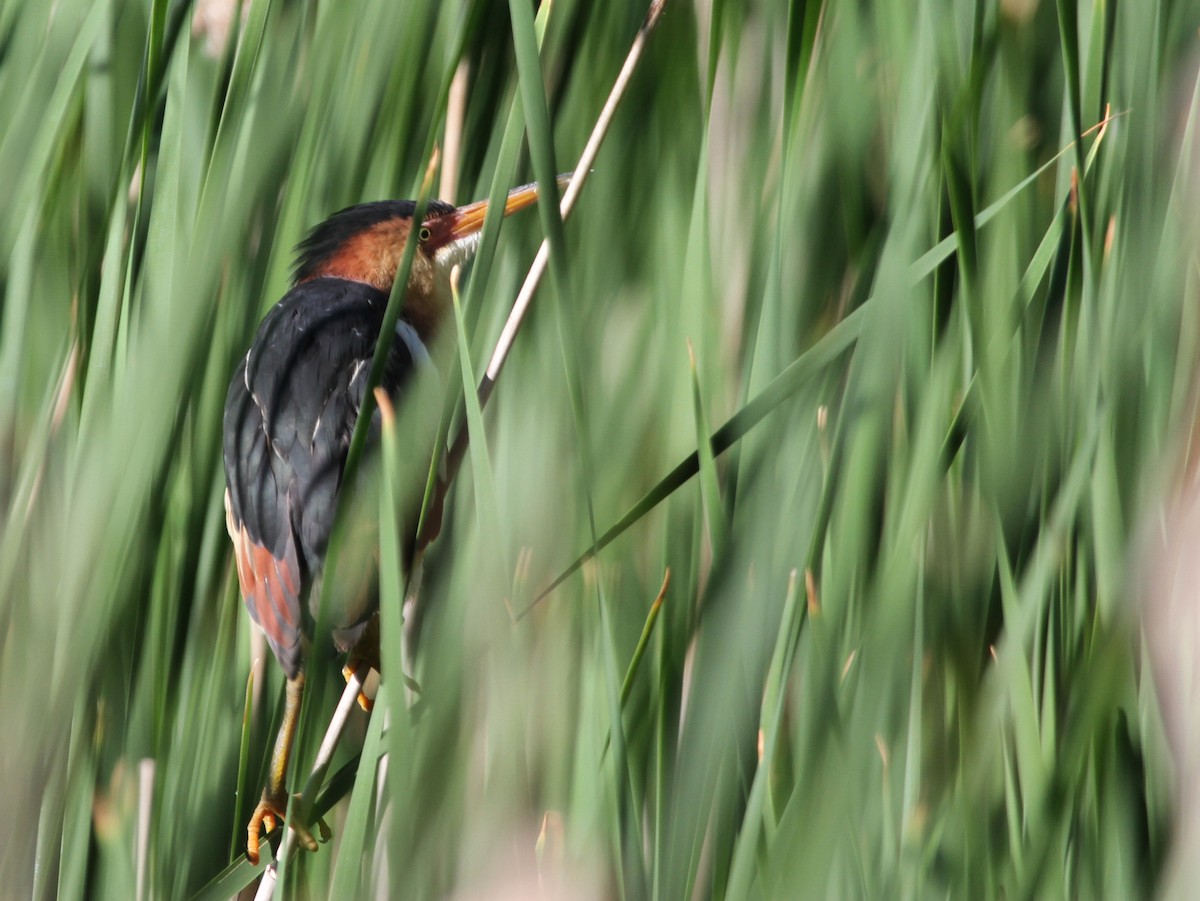 Petit Blongios - ML644343572