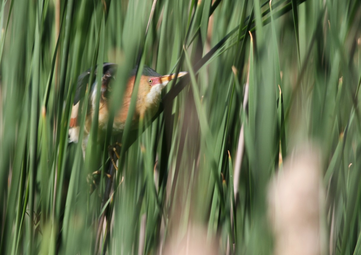 Petit Blongios - ML644343573