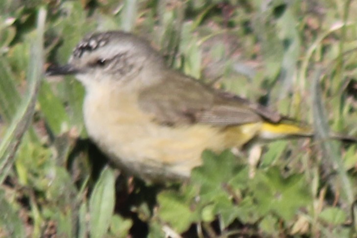 Yellow-rumped Thornbill - ML644343574