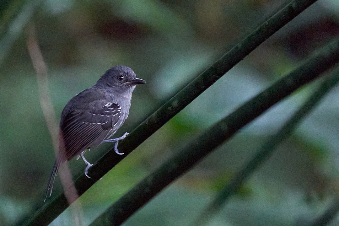 Grisin sombre - ML644343575