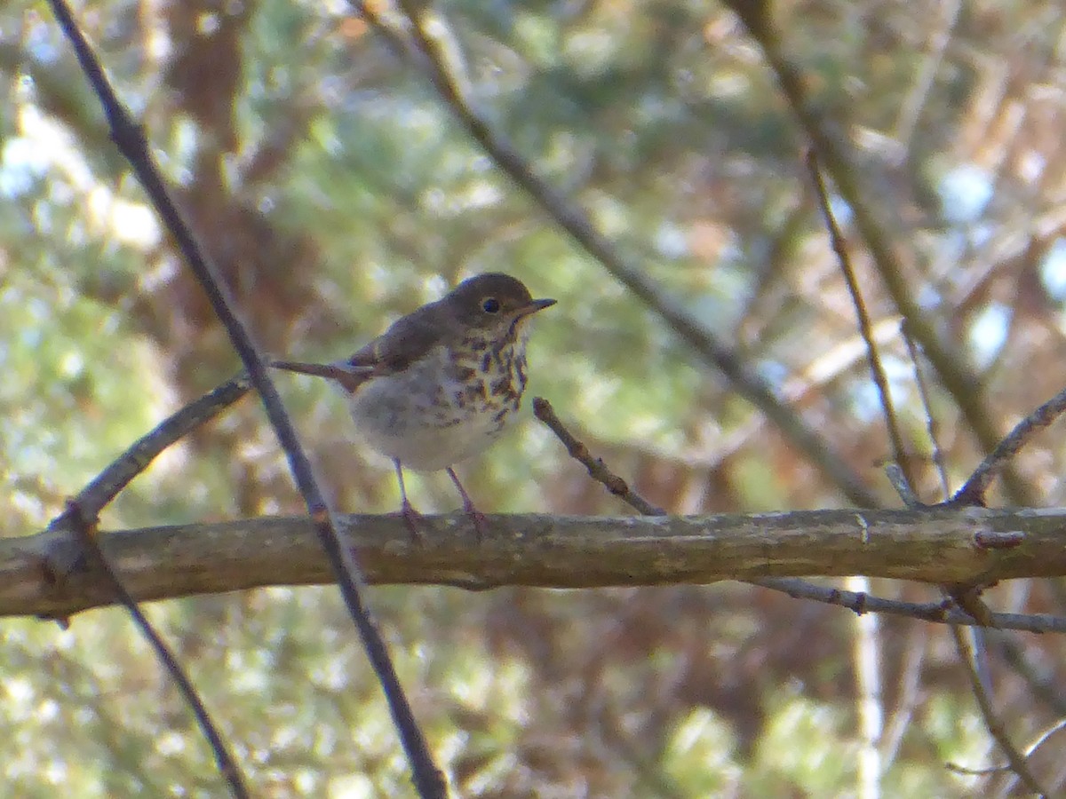 Hermit Thrush - ML644343584