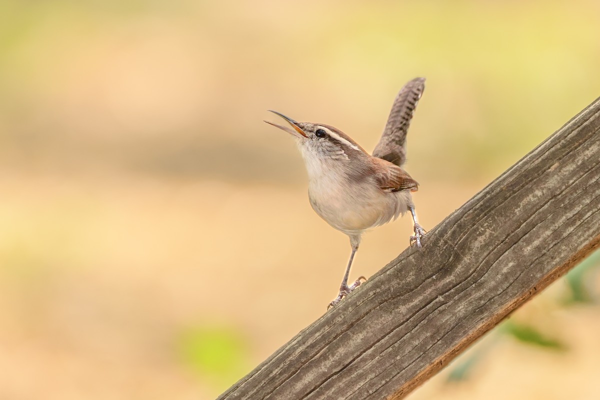Bewick's Wren - ML644343588