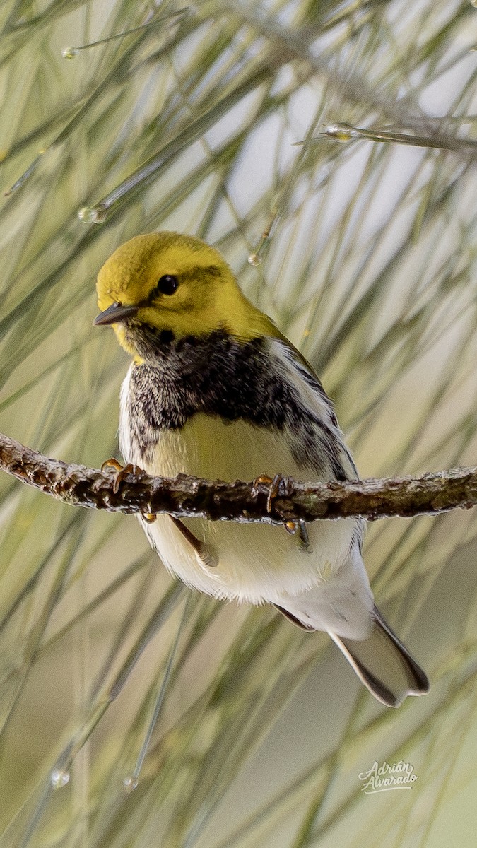 ノドグロミドリアメリカムシクイ - ML644343589