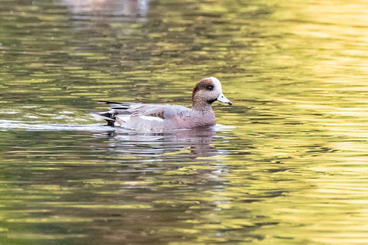 Eurasian x American Wigeon (hybrid) - ML644343599